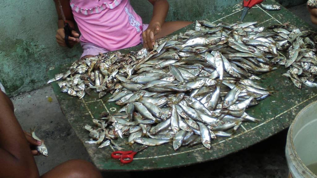 Belezas do subúrbio – peixes